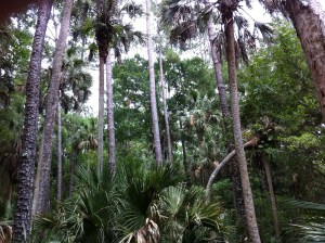 The Swamp - not sure how thus translates to climbing granite cliffs -