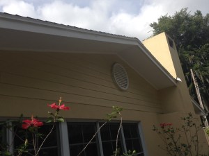 Up on the roof - with hibiscus below