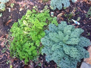 Parsley and Kale 
