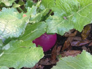 Turnips from seed...