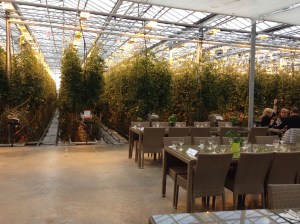 Tomato greenhouse in Iceland