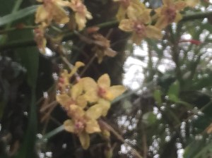 Taken through an IPhone rain cover - a little blurry!