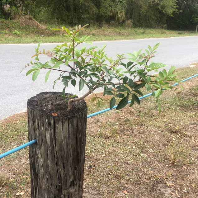 46717AD2-82A4-41C5-A256-19245DAFA7A2